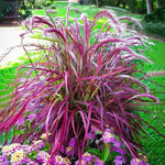 2 Fountain Grass Plants Live, 5-9 Inch Tall Ornamental Grass Live Plants for Landscaping and Garden Borders (Red Purple Fountain Grass)