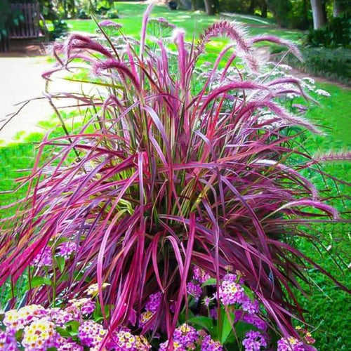 2 Fountain Grass Plants Live, 5-9 Inch Tall Ornamental Grass Live Plants for Landscaping and Garden Borders (Red Purple Fountain Grass)