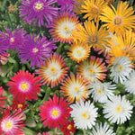 Delosperma Ice Plant Live in 4'' Pot, Hardy, Low-Maintenance Flowering Succulent Groundcover for Outdoor Gardens and Containers (Mixed Ice Plant)