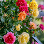 Pack 2 Mix Climbing Rose Live Plants Bushes Fragrant Well Rooted - No Leaf - Cut Back for Summer Planting (Stripes Rose and Red Orange)