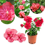Althea Rose of Sharon Bush Live Plant 6 to 12 Inch Height, in Pot, Ornamental Hibiscus Plant Live, Hibiscus Syriacus Flowers (Red)