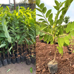 Atemoya Sugar Apple Tree Live Plant, 2-3 Ft in One Gallon Pot, 2 Years Old Tree Annona Squamosa Soursop Like, Outdoor Spring Tropical Fruit Planting, No CA