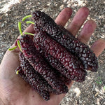 Set of 2 Pakistan Mulberry Trees Live Plants, Starter 4-6 Inches Tall, No Pot, Mulberry Bush Fruit for Outdoor Growing, Cold Hardy