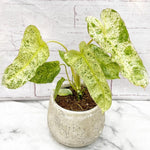 Philodendron Live Plant, Rare Variegated Houseplant 5-8 Inch Tall, Indoor Live Plant for Home or Office Decor, No Pot (Variegated Philodendron)