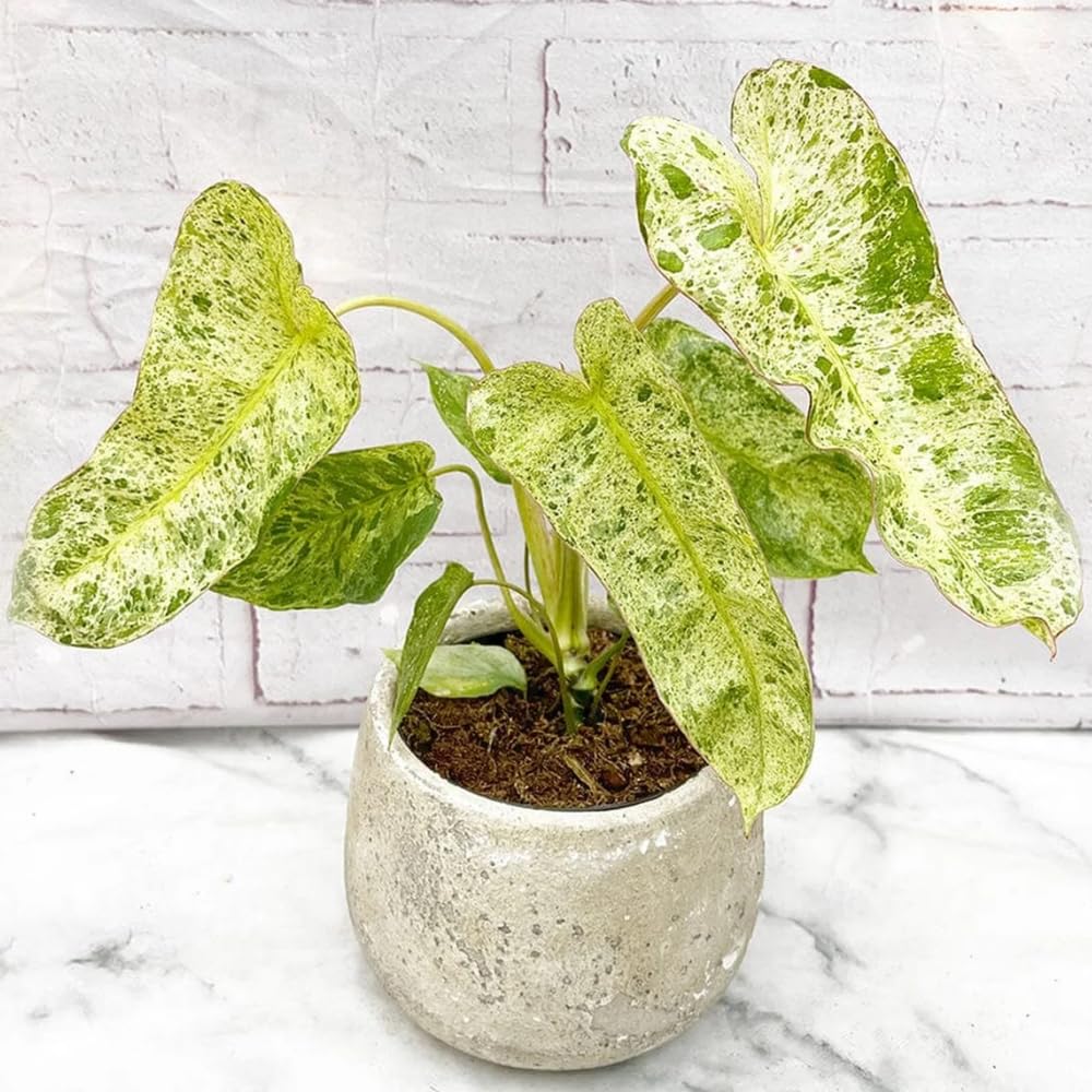 Philodendron Live Plant, Rare Variegated Houseplant 5-8 Inch Tall, Indoor Live Plant for Home or Office Decor, No Pot (Variegated Philodendron)