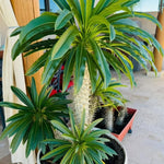 Palm Tree Live Plant Indoor Outdoor, Rare Succulent Palm Houseplant for Indoor or Outdoor Growing, 1 Gallon Pot, Green Leaves White Flowers