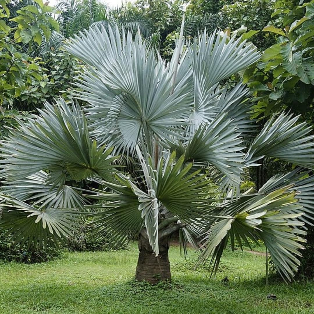 Palm Tree Plant, Live Tropical Palm Tree, Fully Rooted in 3 Gallon Pot, Ready for Outdoor Planting (Giant Palm)