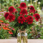 100 Coneflower Seeds for Planting, Echinacea Seeds, Double Coneflower Flower Seed, Heirloom Seed, Perennial Flower Garden