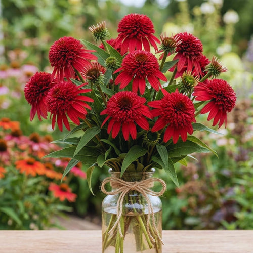 100 Coneflower Seeds for Planting, Echinacea Seeds, Double Coneflower Flower Seed, Heirloom Seed, Perennial Flower Garden
