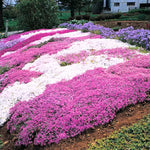 3 Mix Creeping Phlox Live Plant, 4-7 Inch Tall Ground Cover Perennial for Outdoor Landscaping