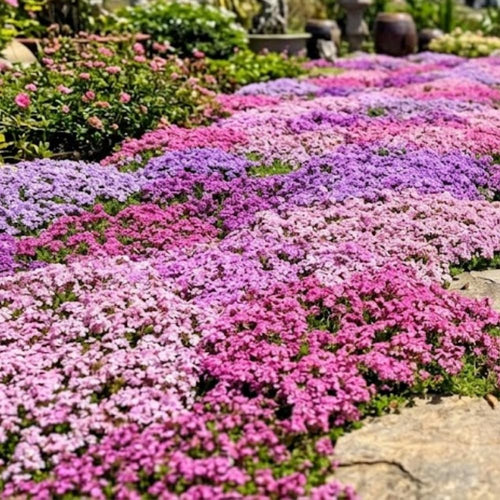 100+ Creeping Thyme Seeds, Pink Creeping Thyme Seeds Ground Cover for Landscaping, Vibrant Blooms Garden Seed