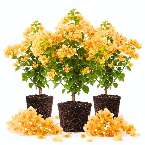 3 Gold Bougainvillea Live Plants, Vine Plant, 4-7 Inch Tall