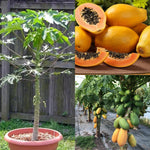 Papaya Tree Live Plant in 4'' Pot, 5–10 inch Tall, Tropical Fruit Tree for Outdoor Garden
