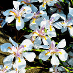 Pack 2 African Iris Plants Live for Outdoor Garden, Full Rooted from 4-6 Inches Tall, African Iris Flower Shrub, Easy Care for Summer Blooms