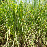 Live 10 Lemon Grass Plants for Outside, Lemongrass Plants Live, No Pot, Well Rooted, Trim Back, Fresh Fragrant Lemon Grass Stalks Plants for Outside Live