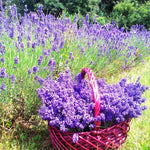 Pack 4 Provence Live Lavender Plants for Outside, Blue Purple Lavender Plants No Pot, 5-7" Tall Gardening Indoor Outdoor Spring Planting