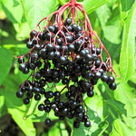 Black Elderberry Plant Live, Backyard Berry Plant, 10-12 Inch Tall
