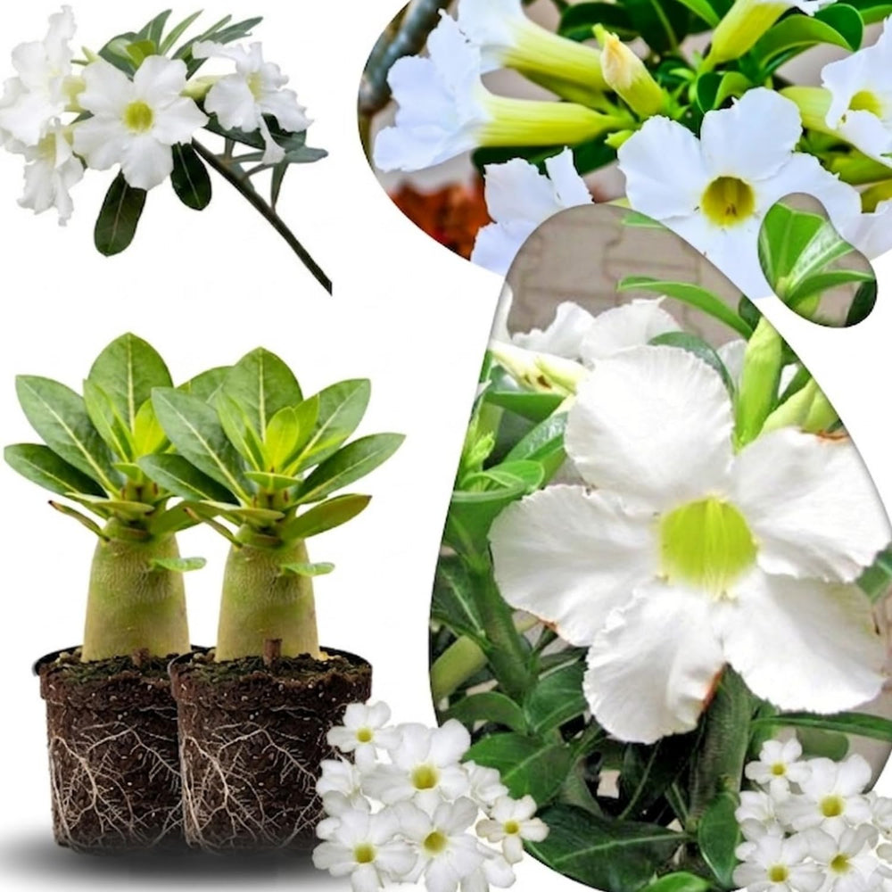 02 White Desert Rose Live Plants, Starter Adenium 3-6 Inches Tall, No Pot, No Flower, Tropical Flowering Succulent Plants for Indoor Outdoor Growing