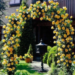 Climbing Roses Live Plant, Yellow Rose Climbing Bushes for Planting, No Pot, Cut Back, Well Rooted, No Leaf for Planting