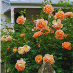 Roses Live Plant, Climbing Rose Plant Live from 5'' Tall, Bush Shrub Plants, Fragrant Flower Garden (Orange)