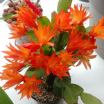 Easter Cactus Live Plant, Vibrant Blooming Cactus for Indoor Outdoor Gardens, 4-8'' Tall, No Pot (Orange Blooms)