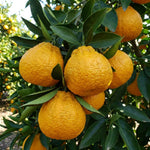 Mandarin Orange Tree Live Plant, 1-2 Feet Tall in 1 Gallon Pot, Sweet Citrus Fruit Tree for Outdoor Garden, Easy Care Potted Citrus Tree