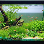 Set 300 Aquarium Grass Plant Seeds for Planting, Mix Aquarium Seeds, Ground Cover Freshwwater Grass Aquatic Seed Planting
