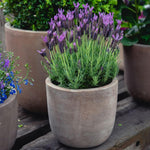 2 Spanish Lavender Plants 4–7" Tall, Fragrant Lavender Flowering Garden Plants for Patio, Containers and Backyard Landscaping