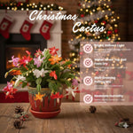 2 Pink Christmas Cactus Plants, Thanksgiving Cactus 3-6 Inch Tall, Winter Succulents Flowers Container Hanging Basket Indoor Outdoor Planting