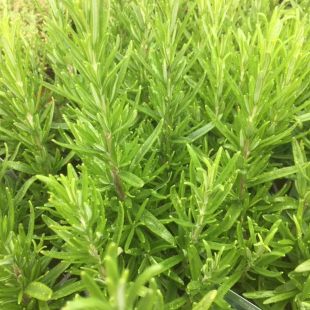 2 Upright Rosemary Plants Live Size 5-9" Fast Growing, Fragrant Rosemary Live Plant Herb Plant for Indoor, Outdoor Garden
