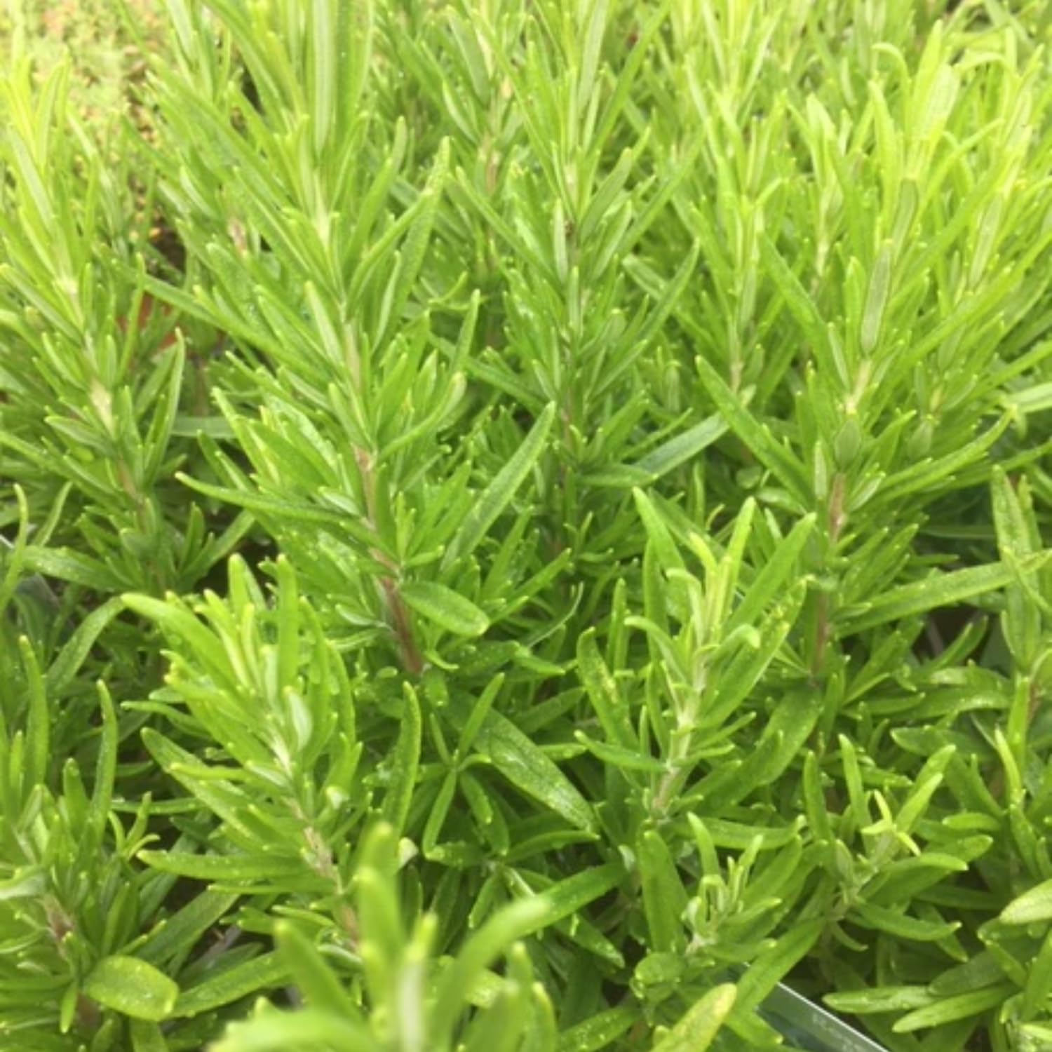 2 Upright Rosemary Plants Live Size 5-9" Fast Growing, Fragrant Rosemary Live Plant Herb Plant for Indoor, Outdoor Garden