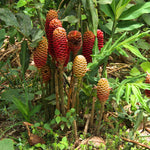 Set 2 Shampoo Ginger Rhizome Plant, Awapuhi Ginger 3–5 Inches Tall for Outdoor Growing