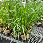 3 Lemon Grass Live Plant, Lemongrass Plants for Outside Planting 4 to 6 Inc Tall