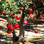 Red Pomegranate Tree Live Plant, 5–9” Cold-Hardy, Starter 5-Month-Old Edible Fruit Tree for Home Garden