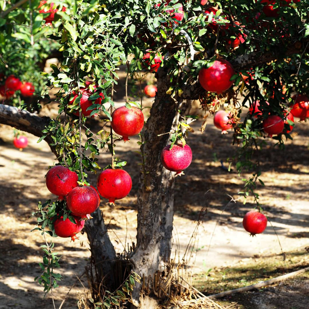 Red Pomegranate Tree Live Plant, 5–9” Cold-Hardy, Starter 5-Month-Old Edible Fruit Tree for Home Garden