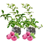 2 Pink Lemonade Blueberry Bush Live Plant, Blueberry Plants Live for Planting 5 to 8 Inch Tall, Sweet Blueberries Fruit Seedlings