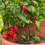 Pack 4 Red Carolina Reaper Pepper Plants Live, 75 Days Old Pepper for Planting, Super Hot Pepper Live Plants for Growing, 5 to 9" Tall Fast Growing