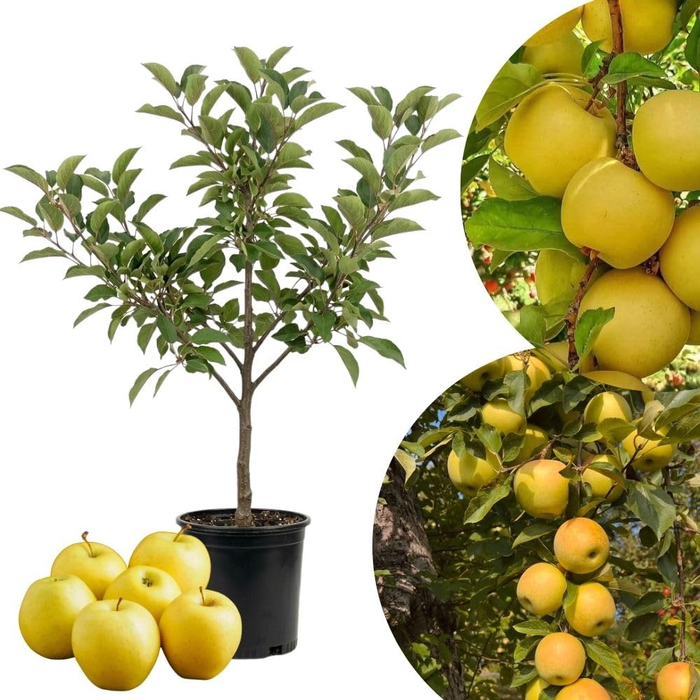 Live Gold Apple Tree Plant