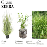 2 Zebra Grass Plants Live for Spring Planting, Size 5-9" in Tall, Oranamental Grass for Outdoor Indoor