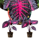 Pack 2 Alocasia Live Plant for Planting, Indoor Houseplant Alocasia Plant Live, 5 to 7 Inc Tall, Bare Root, Alocasia Colocasia Taro Plant for Ornamental Plants (Black Red Colocasia)