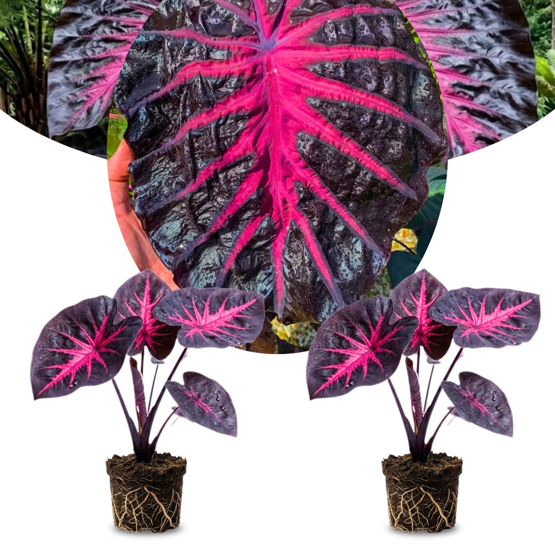 Pack 2 Alocasia Live Plant for Planting, Indoor Houseplant Alocasia Plant Live, 5 to 7 Inc Tall, Bare Root, Alocasia Colocasia Taro Plant for Ornamental Plants (Black Red Colocasia)