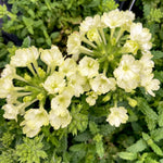 Pack 2 Lime Perennial Verbena Plants, Lime Green Verbena Live Plants, Verbena Flower Trailing Plants Live for Planting, Verbena Plants in Zones 7 to 11