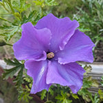 Purple Hibiscus Plant for Outdoor Planting, Hardy Hibiscus Flowers Colorful Blooms, Hibiscus Plant for Grow, 5-7'' Tall