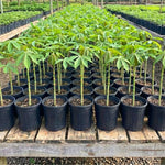 Yuca Cassava Plant Live, 4” Potted Sweet Manihot with Thick Trunk, Outdoor Planting,Yuca Cassava Tree, No CA