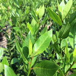 2 Bay Leaf Plants Live, Laurus Nobilis Sweet Bay Laurel Live Plants, 4-9" Tall, Fragrant Herb Indoor Outdoor