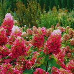 Hydrangea Plant Live Tree, Red Pink to White Color Bloom, 5-10" Well-Rooted Hydrangea Shrub Bush for House Planting Outdoor, Dormant