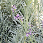 Pack 2 Lavender Live Plants 4-8 Inches, Hardy Fragrant Perennial Outdoor Herb Plant (Creek Lavender)