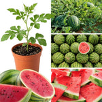 3-5 Inch Tall Sweet Red Watermelon Live Plant