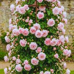 Roses Live Plant, Climbing Rose Plant Live from 5'' Tall, Bush Shrub Plants, Fragrant Flower Garden (Pink New Dawn)