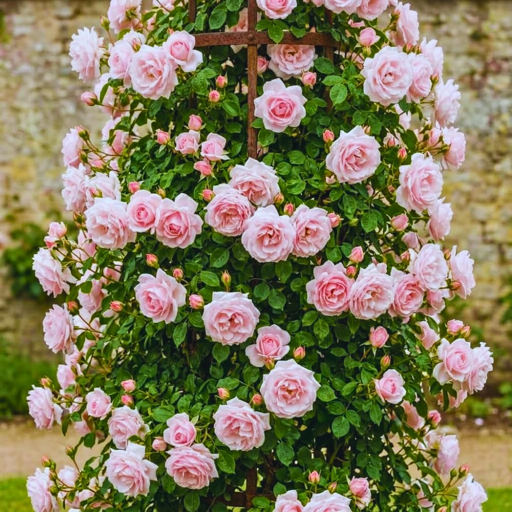 Roses Live Plant, Climbing Rose Plant Live from 5'' Tall, Bush Shrub Plants, Fragrant Flower Garden (Pink New Dawn)
